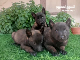  2 متاح جراء بلجم مالينو درايف عالي