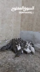  2 فراخ فرعوني ابيض و اسود