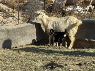  3 عنز من حلال الحواميد تحتها تيس رويان حليب