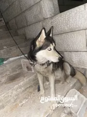  2 كلبه هاسكي للبدل عحمام
