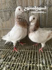  1 جوز ذبابنا صفر الصلاه عالنبي شغلات مكفولات للبيع