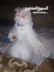  2 قطة انثى هاديه
