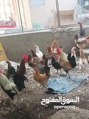  1 للبيع دجاج عمانيات بياض