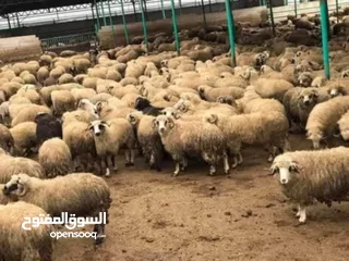  6 غنم روماني بلدي اسباني