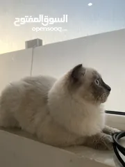  4 قطة هيمالايا