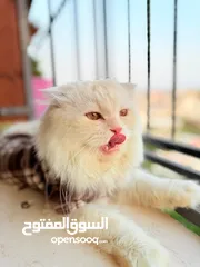  9 قط سكوتش فولد مميز منزلي اليف وسعره مناسب خالي من اي امراض او مشاكل صحية