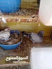  3 حمام كش وزق للبيع او للبدل على عصفير