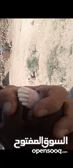 1 عنز لحم وحليب قطعه وشكل ولون صلاة النبي عنز من حظ الي يغناها