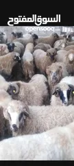  1 جزار لذبح الاضاحي في المنزل في عمان