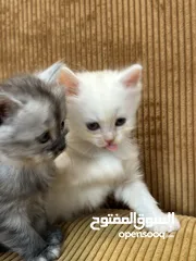  17 5 قطط هملايا للبيع – نابلس