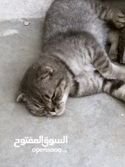  3 قطه سكوتش فولد ترباية بيت جاهزه للزواج