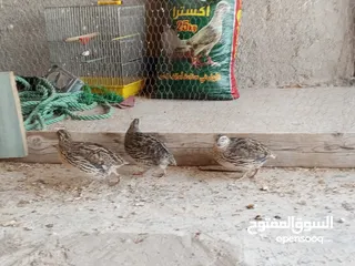  3 فربات للبيع ....