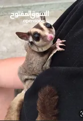  2 Sugar glider