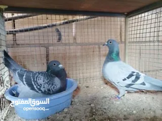  3 حمام سباق للبيع