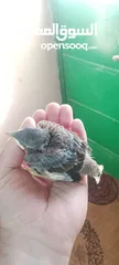  3 افراخ مينا للزق اليدوي