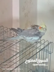  4 طائر كوكتيل اليف 100% مع قفص كاسكو