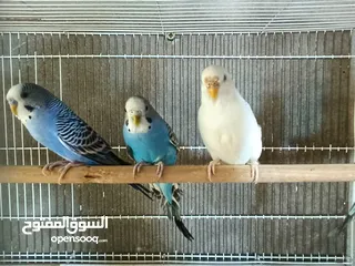  3 طيور حب للبيع