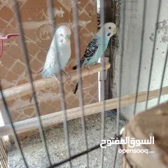  9 طيور حب عصافير حب