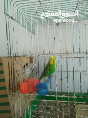  2 جوزين حب ماكنات انتاج بسعر حرق