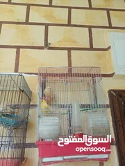  18 عصافير كنار للبيع جواز جاهزه في  اشي مع بيض واشي مش مع بيض وفي فراخ صغار جواز