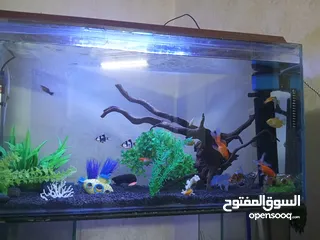  7 حوض سمك واسماك للبيع