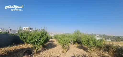  1 ارض بنص السعر للبيع المستعجل سعر المتر اقل ب 60 دينار من قيمته