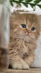  9 شركة توصيل قطط