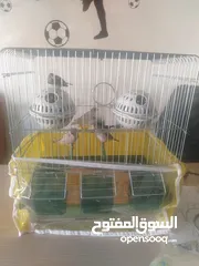  1 عصافير الجنه للبيع