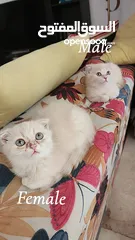  2 سكوتش فولد / 3 شهو....  Scottish Fold/3 months