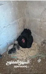  4 3 جاجات مع فراخهم