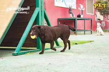  11 احجز لاقامه كلبك وراحته