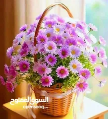  1 بيت للايجار عين الباشا