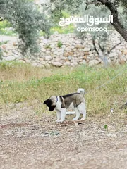  3 اكيتا امريكي