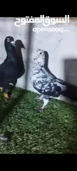  4 عشر جواز للبيع