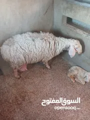  2 نعجه معها عبور عمر يومين السن جمع نضيف النعجه بديد واحد