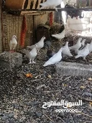  1 لبيع طيور حقم