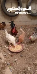  6 جاج بلدي بياض