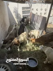  2 للبيع غنام