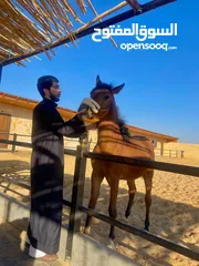  2 مهرة عربية أصيلة مسجلة - دماء مميزة -مهرة مميزة الها مستقبل