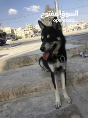  3 الكلاب الهاسكي مدرب