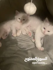  8 قطط صغيره للبيع