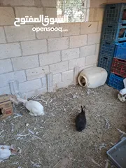  2 ارانب معاشير للبيع