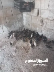  2 فراخ بلدي للبيع/دجاج