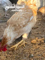  16 جاج لوهمان + بلدي بياض للبيع