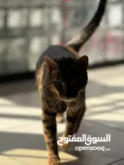  1 قط بنغال مميز