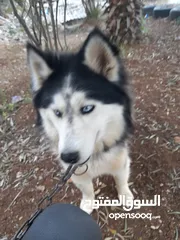  3 انثى هاسكى للبيع