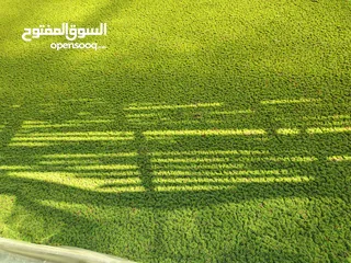  3 ازولا بديل للعلف دجاج و بط وغنم