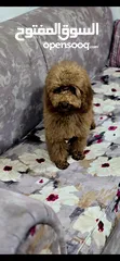  10 Female Toy Poodle  Red Coler