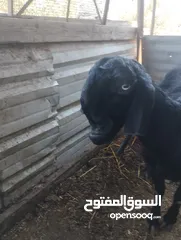  1 عنزة شامية للبيع