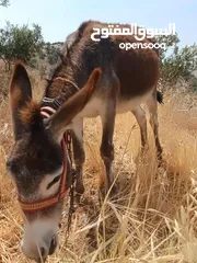  1 جحشه زرقا قطعه حلوه